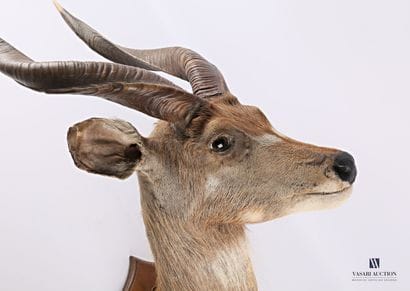 Tête en cape de Nyala (Tragelaphus angasii,...
