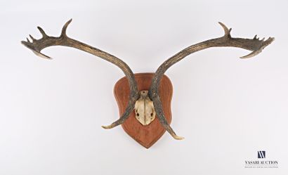 Très grand massacre de cerf de Virginie (Odocoileus...