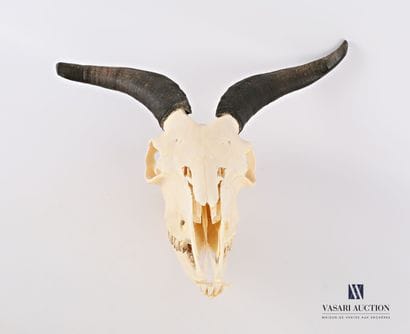 Crâne complet de bouc (Capra aegagrus hircus,...