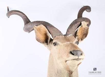Trophée de Grand Koudou (Tragelaphus strepsiceros,...