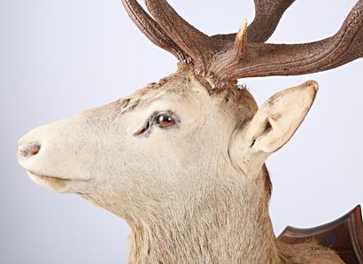 Tête en cape de cerf élaphe (Cervus elaphus,...