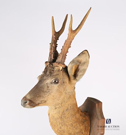Trophée de chevreuil (Capreolus capreolus,...