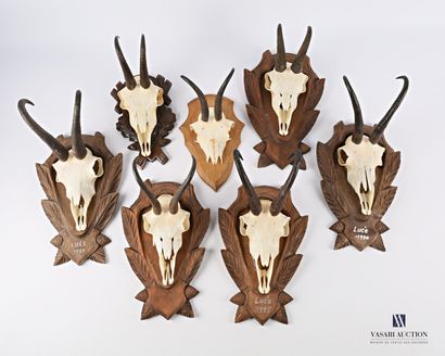 Ensemble de six massacres de chamois (Rupicapra...