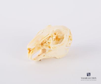 Crâne de lapin ( Oryctolagus cuniculus, non...