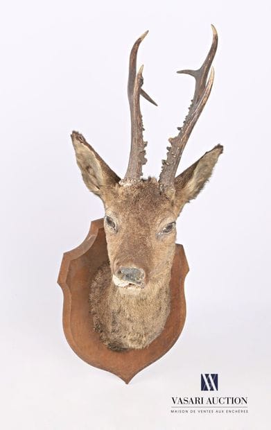 Trophée de chevreuil (Capreolus capreolus,...