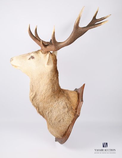 Tête en cape de cerf élaphe (Cervus elaphus,...