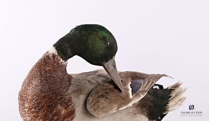 Canard colvert mâle (Anas platyrhnchos, non...