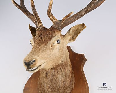 7
Tête en cape de cerf élaphe (Cervus elaphus,...