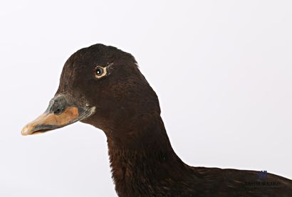 Taxidermie de femelle de macreuse brune (Melanitta...
