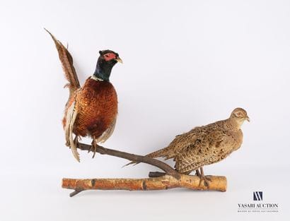 Taxidermie d'un couple de faisan de Colchide...