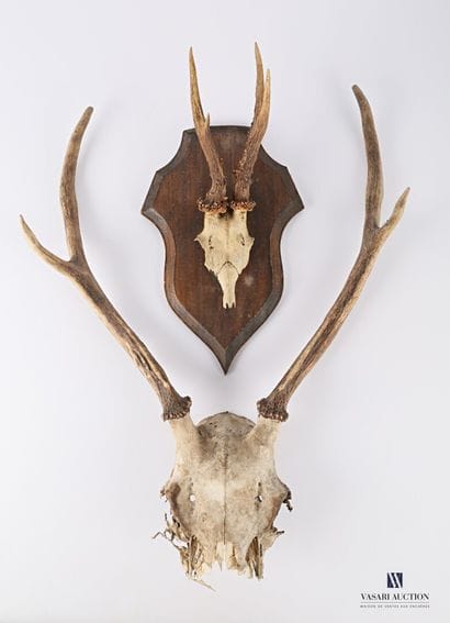 Bois de chevreuil 18,5 cm (Capreolus capreolus,...