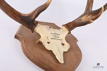 Massacre de cerf élaphe (Cervus elaphus,...