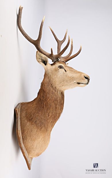 Tête en cape de cerf élaphe (Cervus elaphus)...