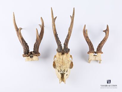 Bois de chevreuil (Capreolus capreolus, non...