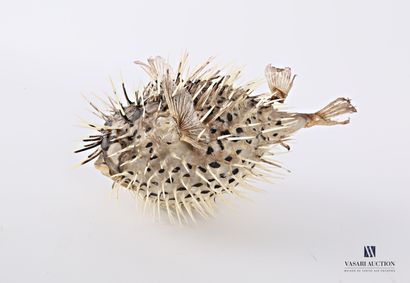 Diodon (Diodontidae, non réglementé) 

(quelques...