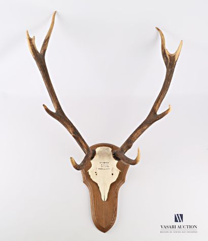 Massacre de cerf élaphe (cervus élaphus,...