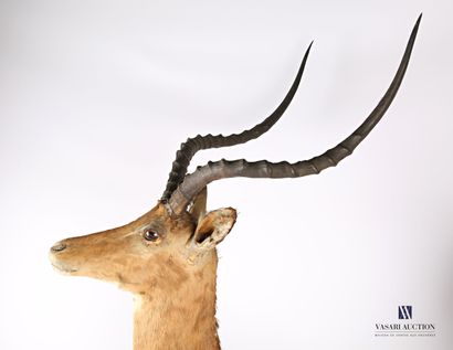 Trophée d'Impala (Aepyceros melampus, non...