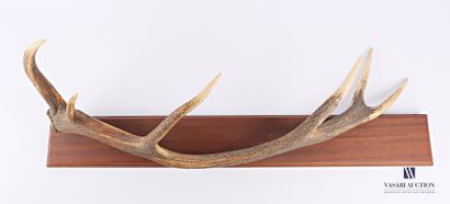 Mue de cerf élaphe (Cervus élaphus, non réglementé)...