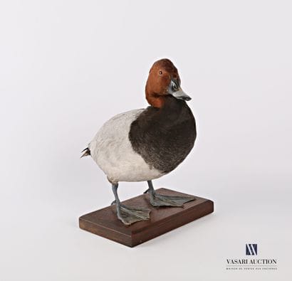 Taxidermie d'un canard milouin mâle, (Aythya...