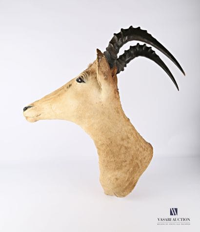 Tête en cape de bubale roux (Alcelaphus buselaphus,...