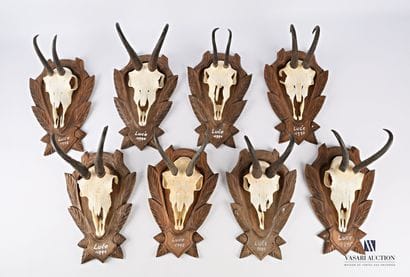 Ensemble de huit massacres de chamois (Rupicapra...