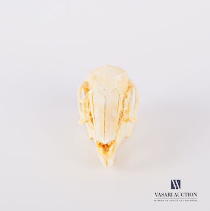 Crâne de lapin ( Oryctolagus cuniculus, non...