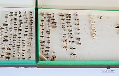Ensemble de trois boites d'entomologie, contenant...