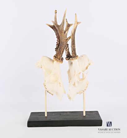 Deux crânes de chevreuils mâles (Capreolus...