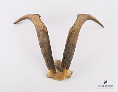 Frontal de bouc (Capra aegragus hircus, non...