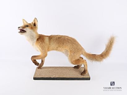 Taxidermie d'un jeune renard (Vulpes vulpes,...