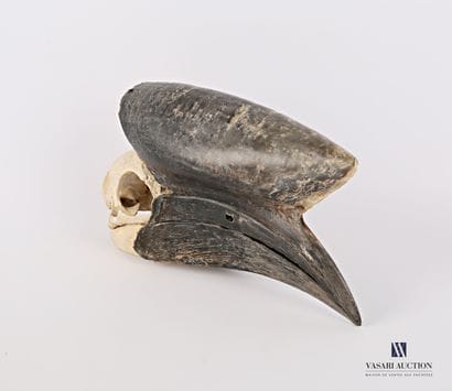 Crâne de calao à casque noir (Ceratogymna...