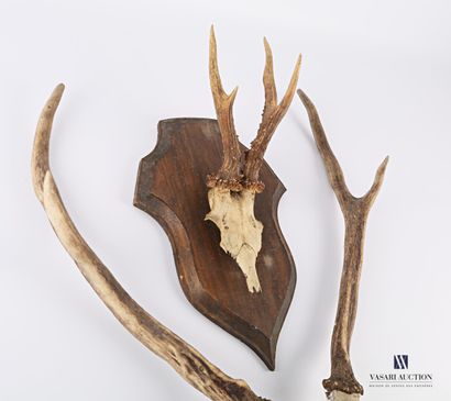 Bois de chevreuil 18,5 cm (Capreolus capreolus,...