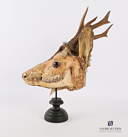 Ecorché de tête de chevreuil mâle (Capreolus...