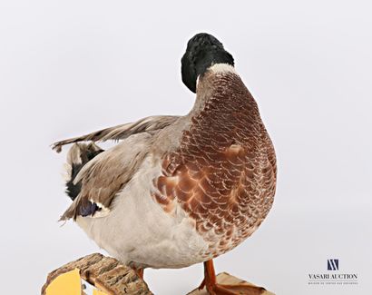 Canard colvert mâle (Anas platyrhnchos, non...