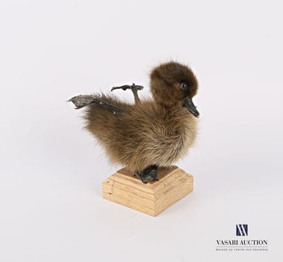 Caneton quadripode (Anas platyrhynchos domesticus,...