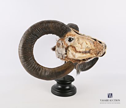 Écorché de tête de mouflon (Ovis aries musimon,...