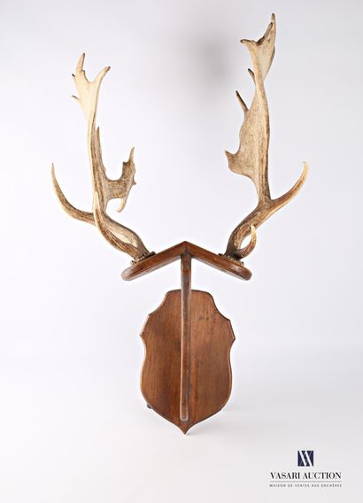 Paire de mues de daim (Dama dama) posant...