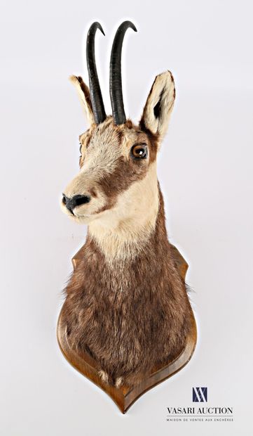 Tête en cape de chamois (Rupicapra rupicapra,...
