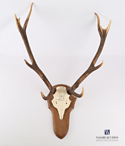 Massacre de cerf élaphe (cervus élaphus,...