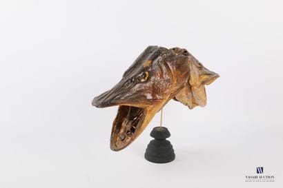 Double tête de brochet sur socle en bois...