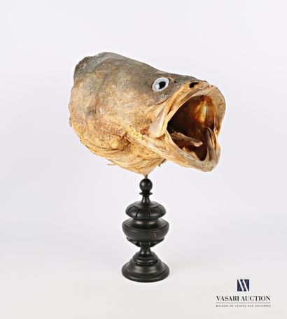 Tête de Mérou (Epinephelus marginatus, non...