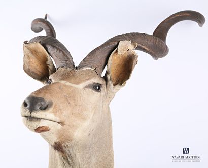 Trophée de Grand Koudou (Tragelaphus strepsiceros,...