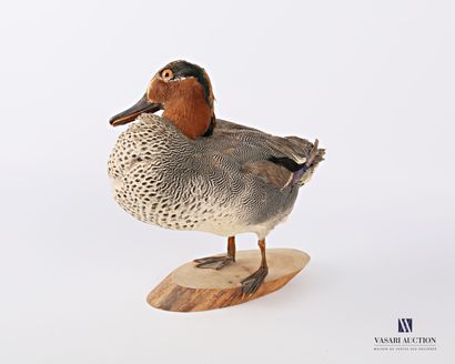 Taxidermie d'une sarcelle d'hiver mâle (Anas...