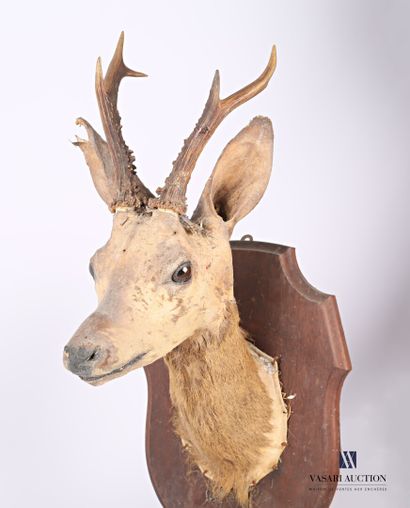 Trophée de chevreuil (Capreolus capreolus,...