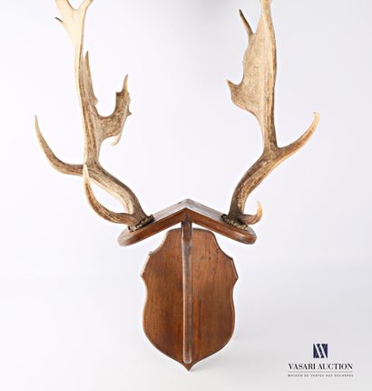 Paire de mues de daim (Dama dama) posant...