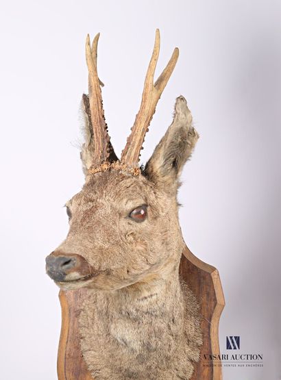 Trophée de chevreuil (Capreolus capreolus,...
