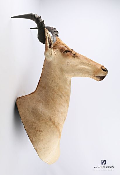 Tête en cape de Bubale roux (Alcelaphus buselaphus;...