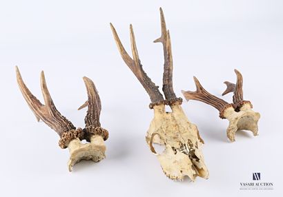 Bois de chevreuil (Capreolus capreolus, non...