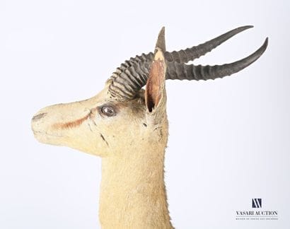 Trophée de Springbok (Antidorcas marsupialis,...