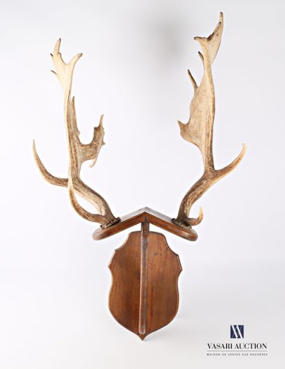Paire de mues de daim (Dama dama) posant...